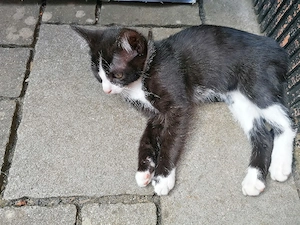 Schwarz-weiss es Katzenbabys Ekh, Kitten, Katze 