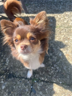 Schöne Chihuahua Hündin zu verkaufen