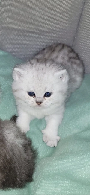 Bebykatzen