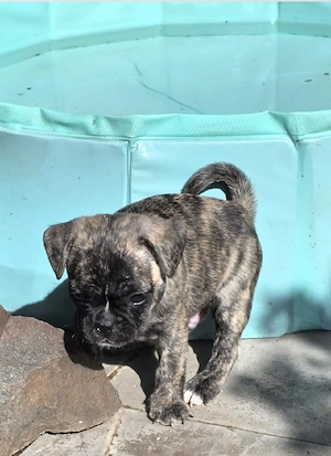 Französische bulldogge 'Mops welpe