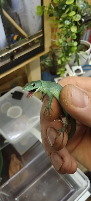 Gastropholis prasina - Blaugrüne Baumeidechse 