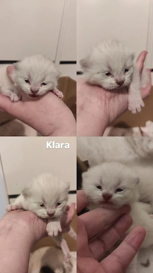 Bkh Kitten - Mädchen 