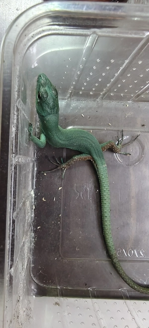 Gastropholis prasina - Blaugrüne Baumeidechse 