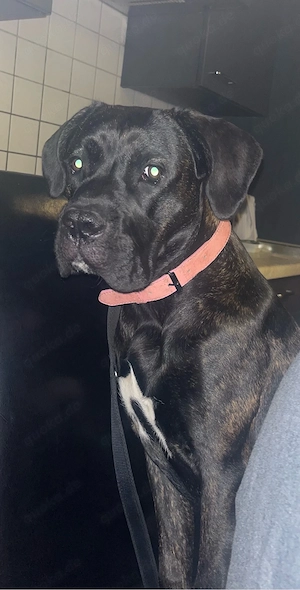 Cane Corso sucht ihr Für-immer-Zuhause 