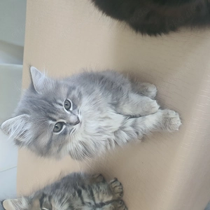Ragdol  Britisch Langharr Mix Katzenbaby 3 Monate Alt sucht ab SOFORT ein Neues liebevolles Zuhause