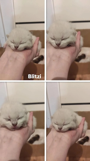 Bkh Kitten - Junge