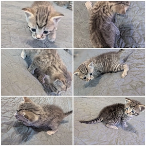 kitten, katzen Babys 