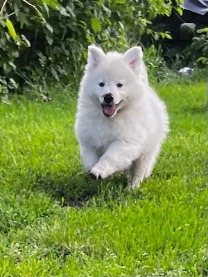 Deutscher Großspitz Spitz Welpe schwarz weiß