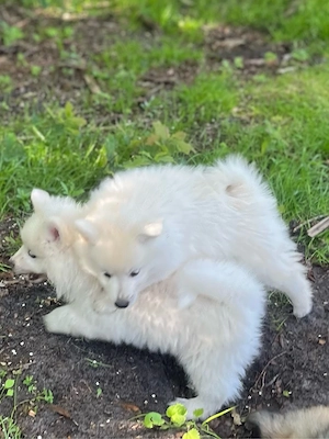 Deutscher Großspitz Spitz Welpe schwarz weiß