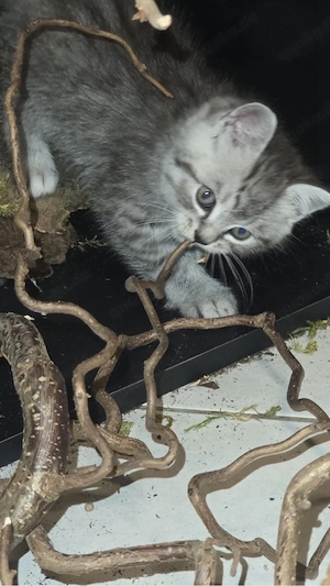 schöne BKH Kitten