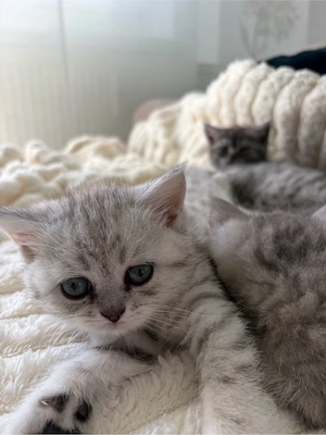 Britisch Kurzhaar (BKH) Kitten sucht ein liebevolles Zuhause