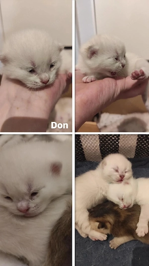 Bkh Kitten Junge