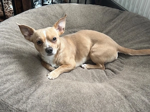 Hund zum verkaufen 