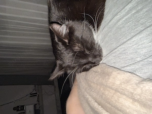 Katze verkaufen 