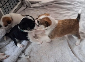 3 Hunde welpen Abzugebe