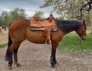 Quarter Horse Wallach (5 J.) Freizeitpartner mit tollen Charakter