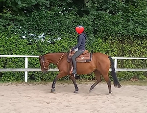 Quarter Horse Wallach (5 J.) Freizeitpartner mit tollen Charakter