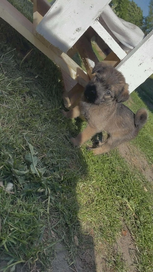 Zuckersüße Zwergspitz-Terrier-Mix-Welpen