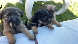Zuckersüße Zwergspitz-Terrier-Mix-Welpen