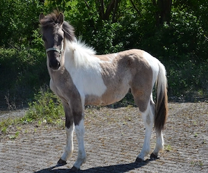 Isländer Hengst Fohlen 