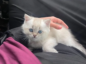Kitten BKH Junge