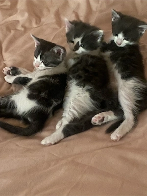 3 süsse kitten , mitte juli abzugeben 