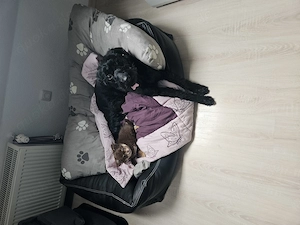 Holly Labradoodle sucht neues Zuhause 