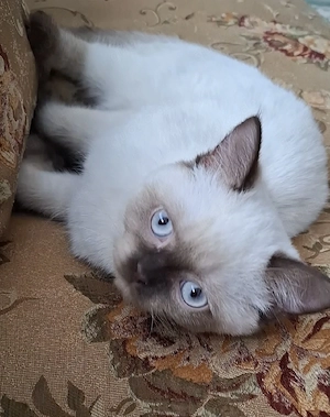 Siam Kater 