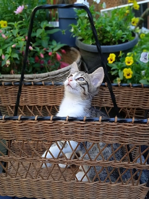 Bengal-Mischling