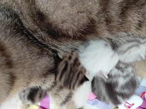 Bkh Katzenbabys