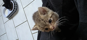 Für immer Zuhause gesucht 