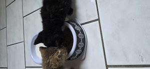 Baby Katze. Suchen Zuhause 