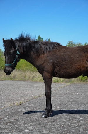 Isländer Hengst  Bild 4