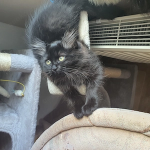 Ragdol Britisch Langharr Mix, Katzenbaby 3 Monate Alt sucht ab SOFORT ein Neues Liebevolles Zuhause