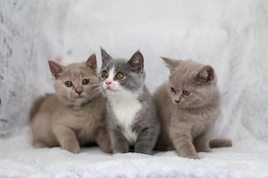 BKH Kitten