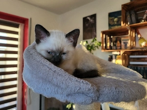 Luki ein BKH BLH kater 