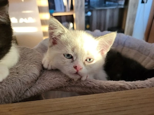 Fredy BKH  BLH kater 