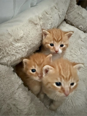 katze mit 3 männchen babys
