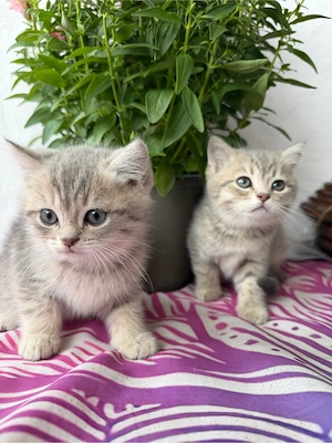 Britisch Kurzhaar Kitten suchen ein liebevolles Zuhause 