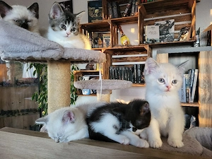 liebevolle Bkh Blh babys 