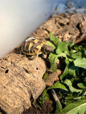 Schlüpflinge 2026 Griechische Landschildkröten