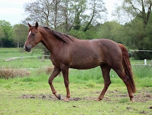 hübsche 3 jährige chestnut Quarter Horse Stute