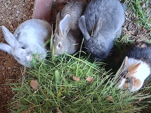 Kaninchen suchen artgerechtes zu Hause 