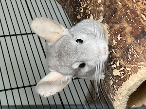 Chinchillas in liebevolle Hände abzugeben