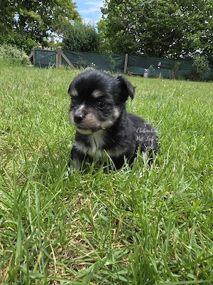 Chihuahua Welpen