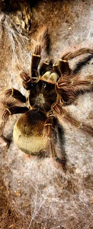 Theraphosa blondi 0.1