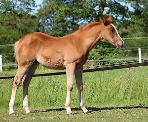 Quarter Horse chestnut Stute von Ruf Lil Magnum 