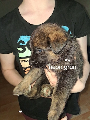  5 Landseer- Neufundländer- Schäferhund-Mix Welpen (alle weiblich)