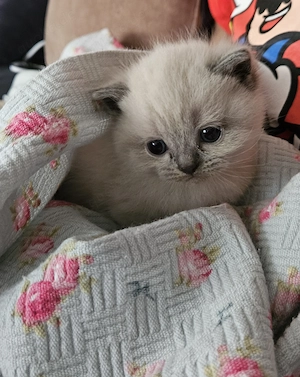 BKH Kitten reinrassig, Familien gewohnt und verspielt suchen neue Familie 