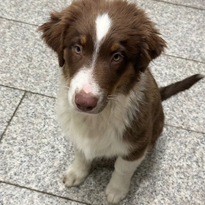 Australian Sheperd